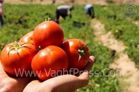 نخستین گوجهفرنگی شبیه به انگور تولید شد